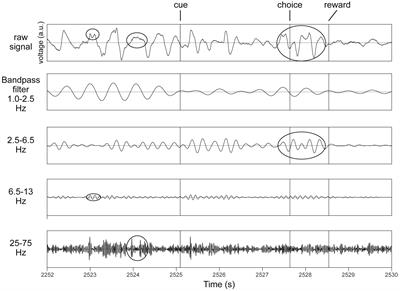 Rhythmic oscillations in the midbrain dopaminergic nuclei in mice